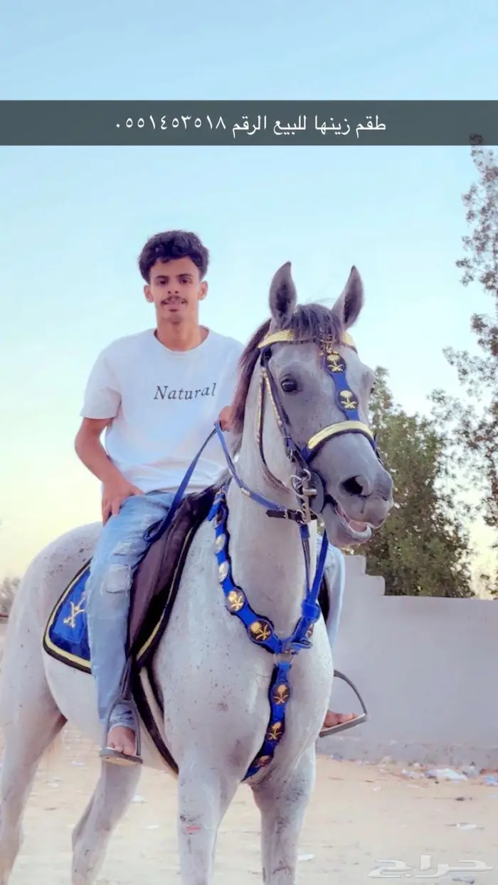 طقم خيل زينه 0