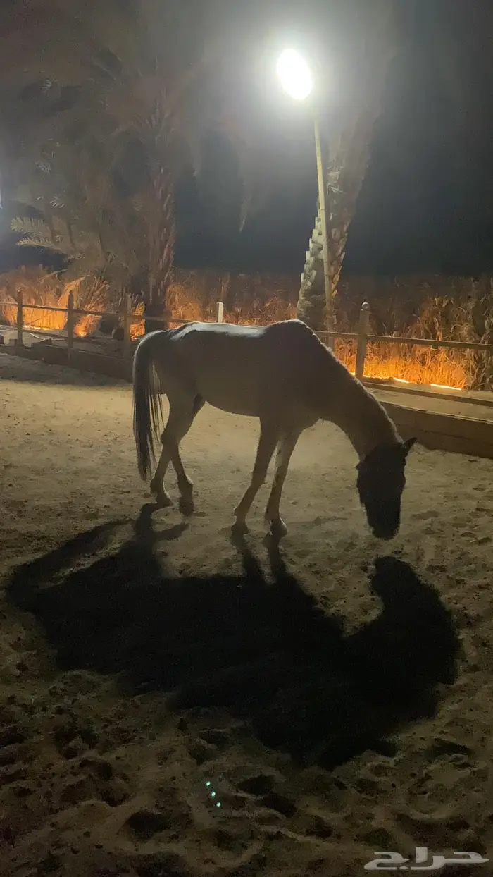 حصان للبيع 2