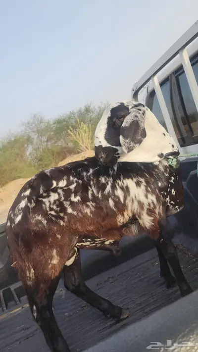 للبيع سواكن تربية 1