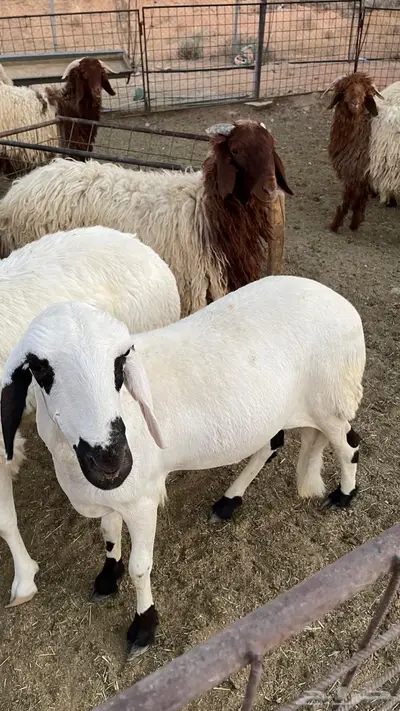 خاروف ساكني 0