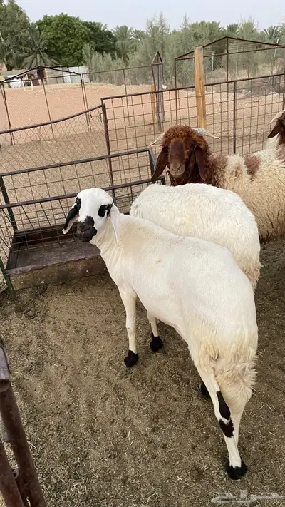 خاروف ساكني 1