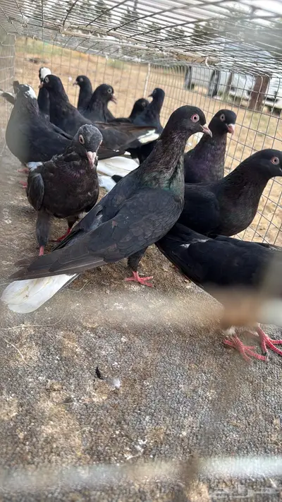 حمام قلاب قطايف 3