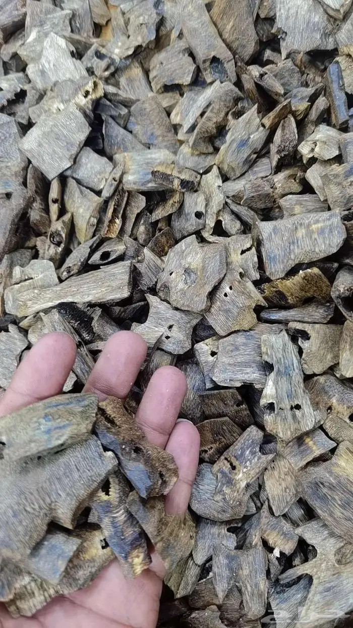 عود كينام 1300 للكيلو  صيني مستزرع بأسعار المصدر 2