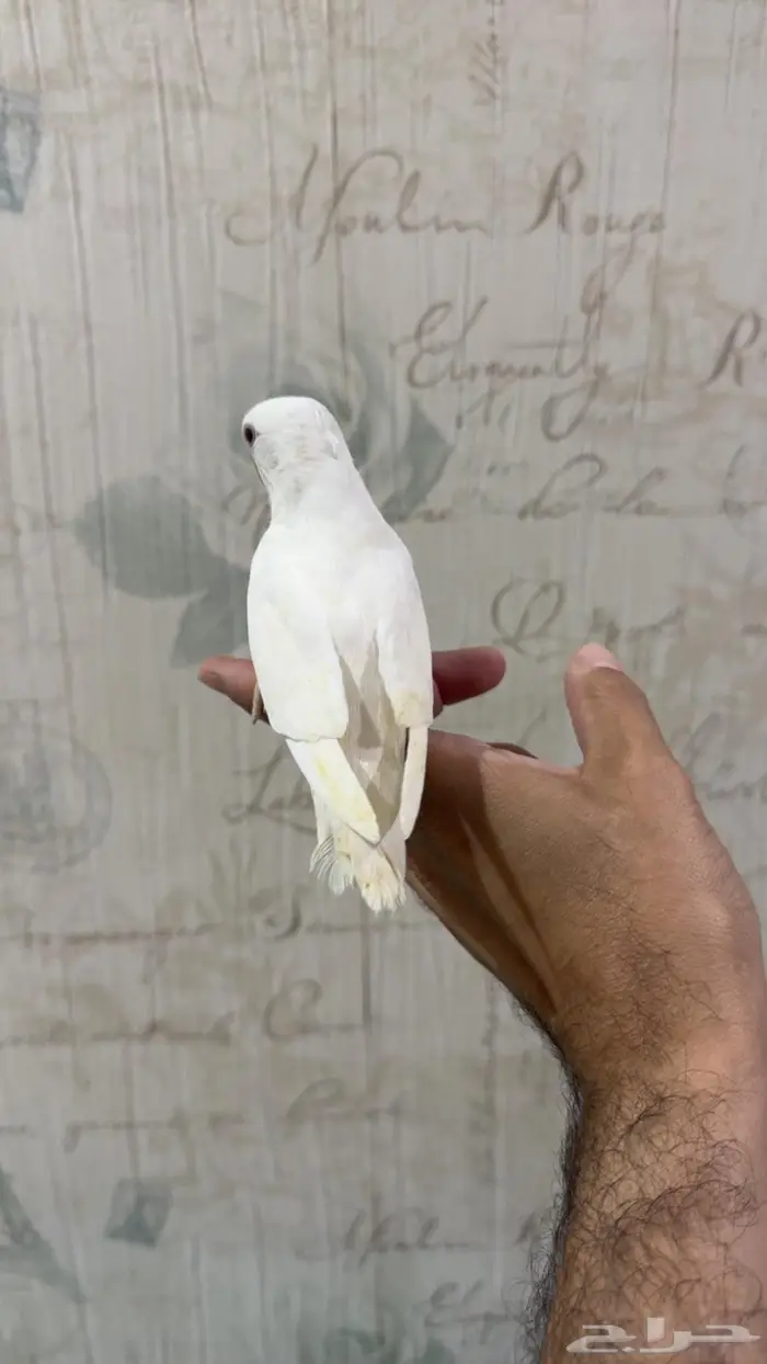 فرخ روز البينو 0