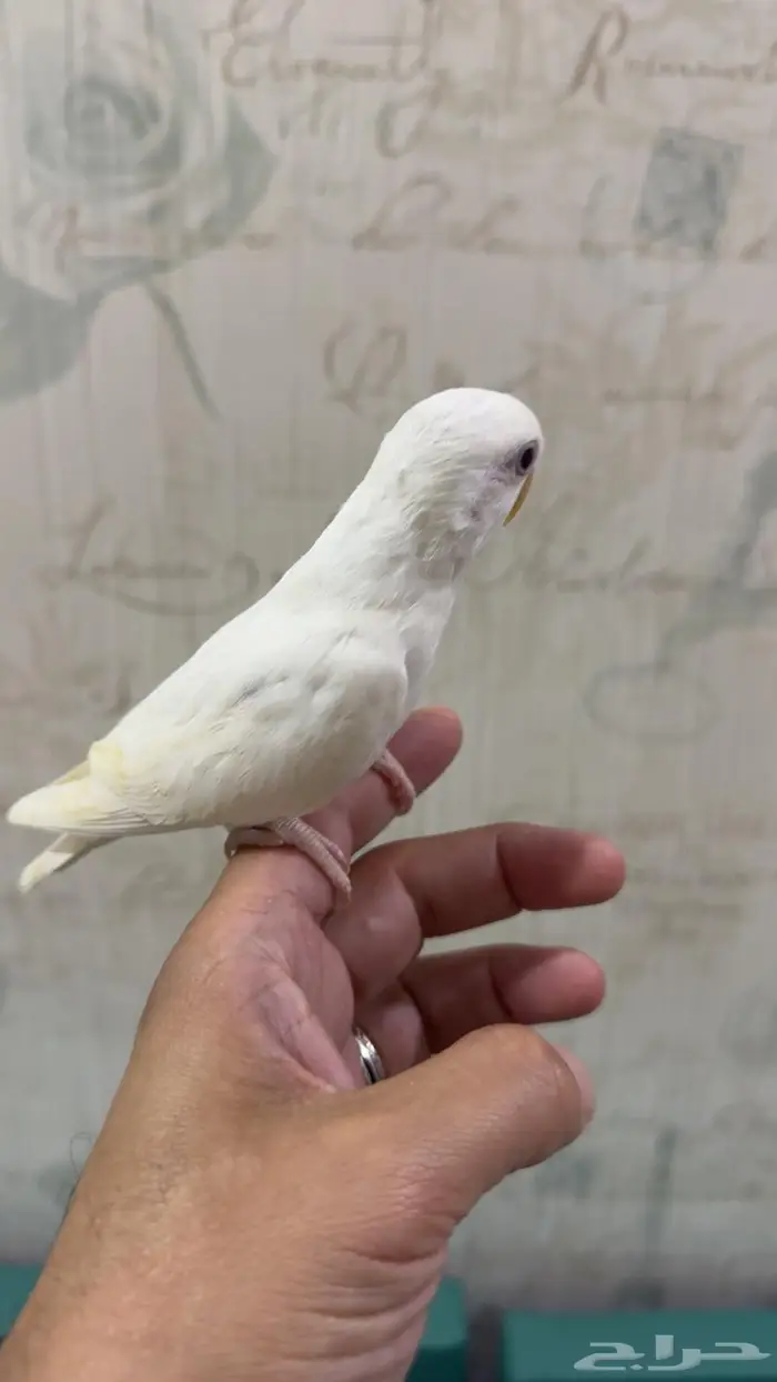 فرخ روز البينو 1