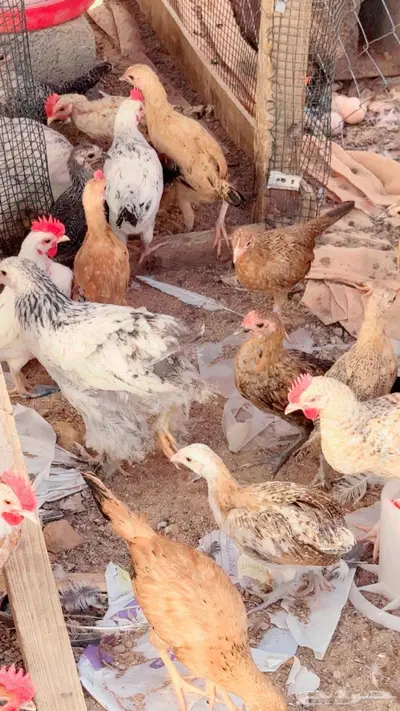 صيصان بالدي العدد حول 15ديكه 1