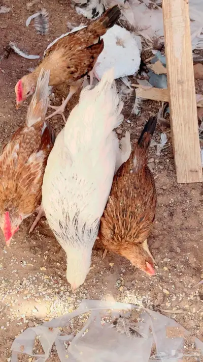صيصان بالدي العدد حول 15ديكه 3