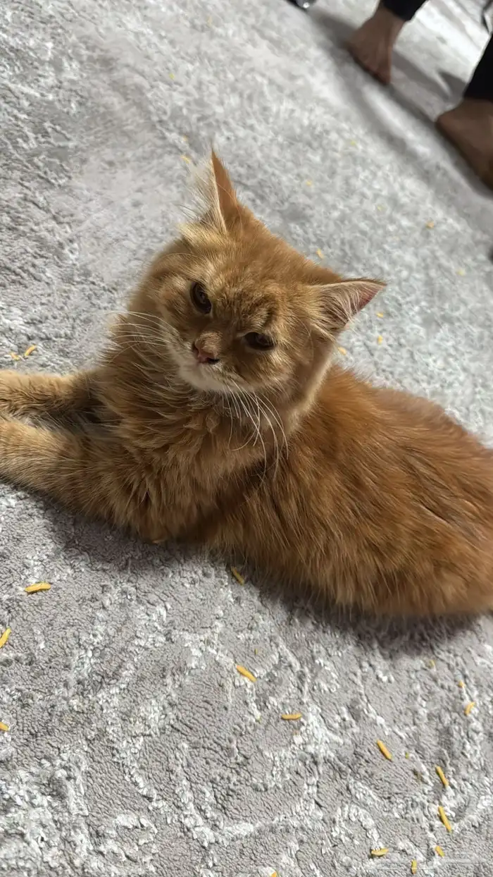 للتبني 0