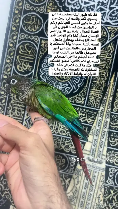 ذكر كنيور قرين شك اليف واللعوب اللي يبغى الزين يلحق عليه 0