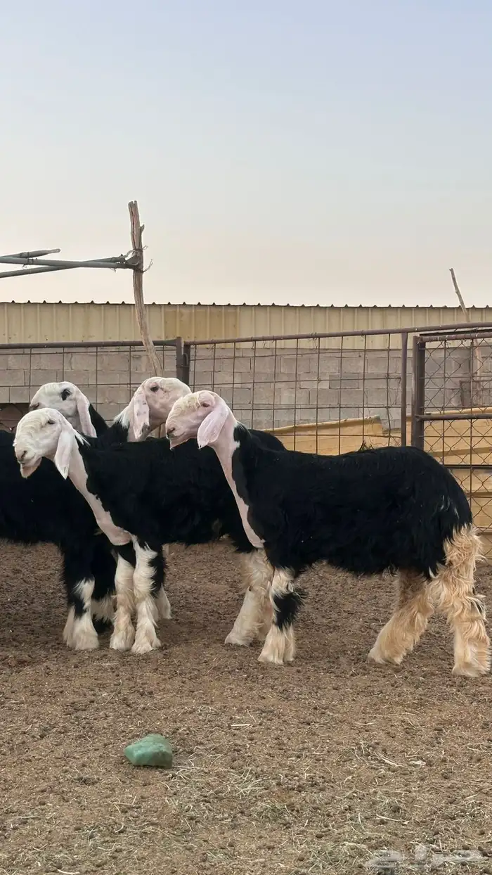 رخال نجد صنف 0