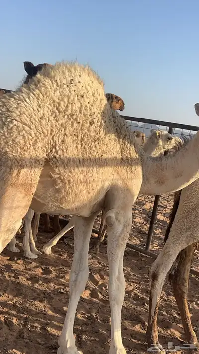 قعدان 0