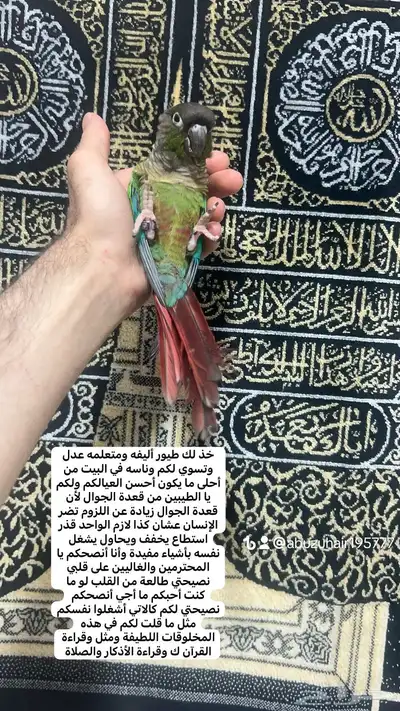 ذكر كنيور قرين شك اليف واللعوب اللي يبغى الزين يلحق عليه 1