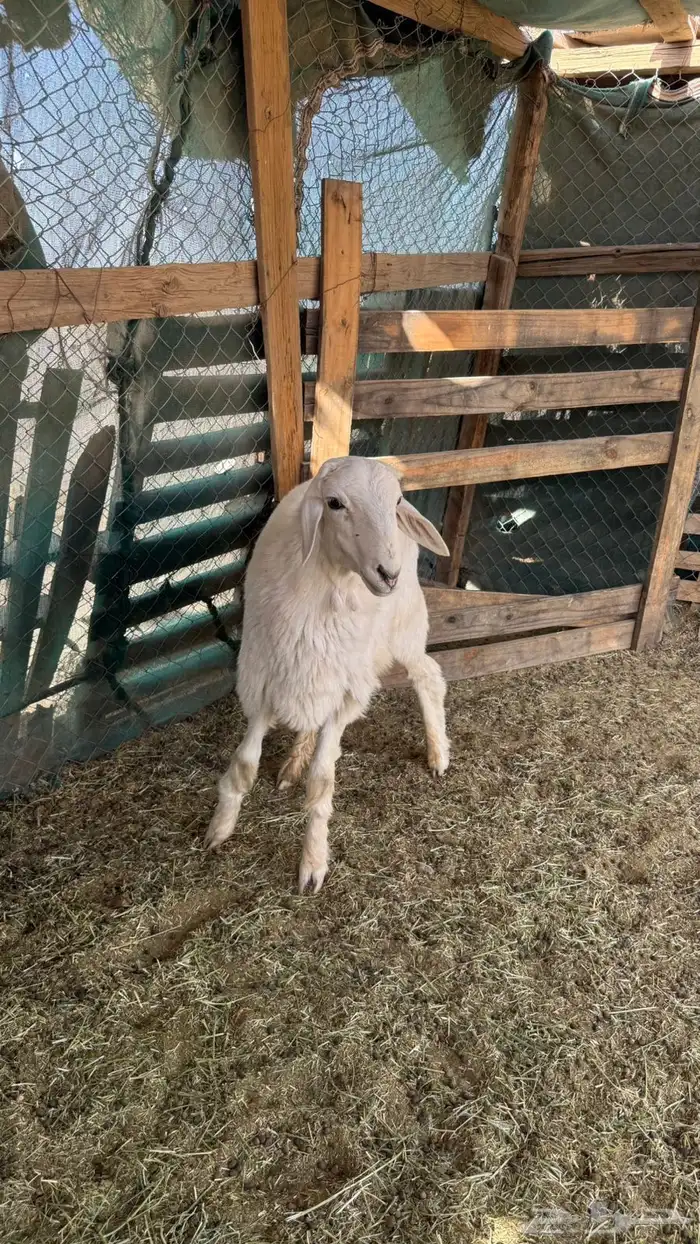 طلي حبصي تم البيع 1