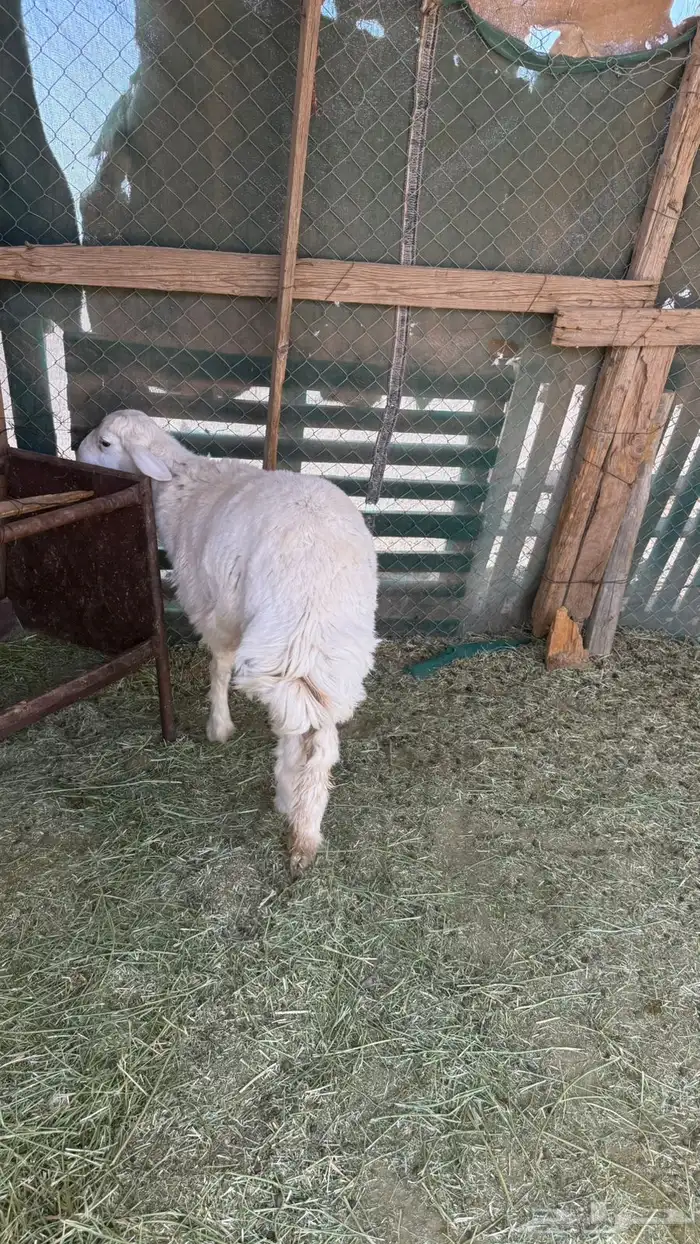 طلي حبصي تم البيع 0