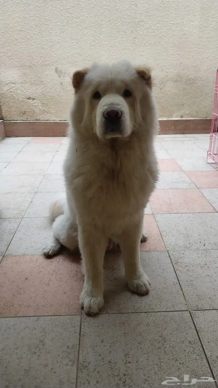 chow chow شاو شاو 0