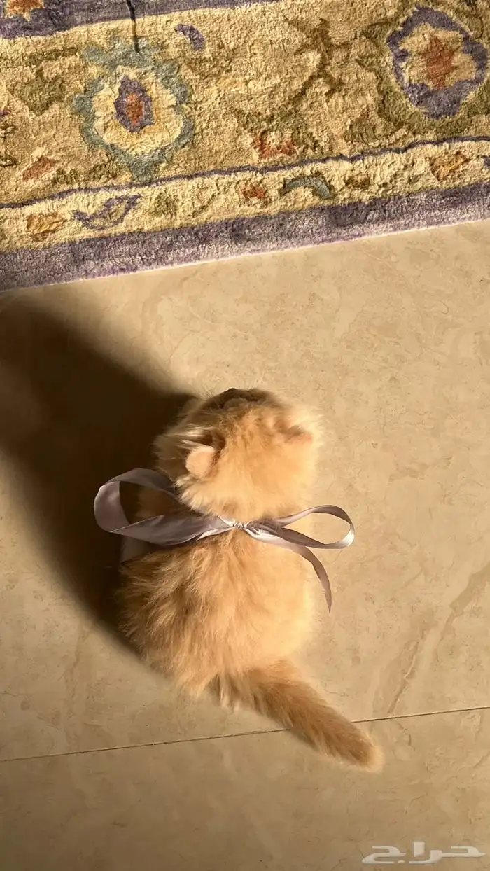 قط شرازي 2