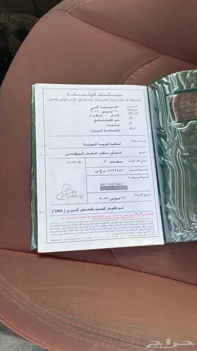 للبيع فرس انتاج العمر 4 سنوات 3