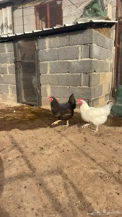 دجاجات تركي 0