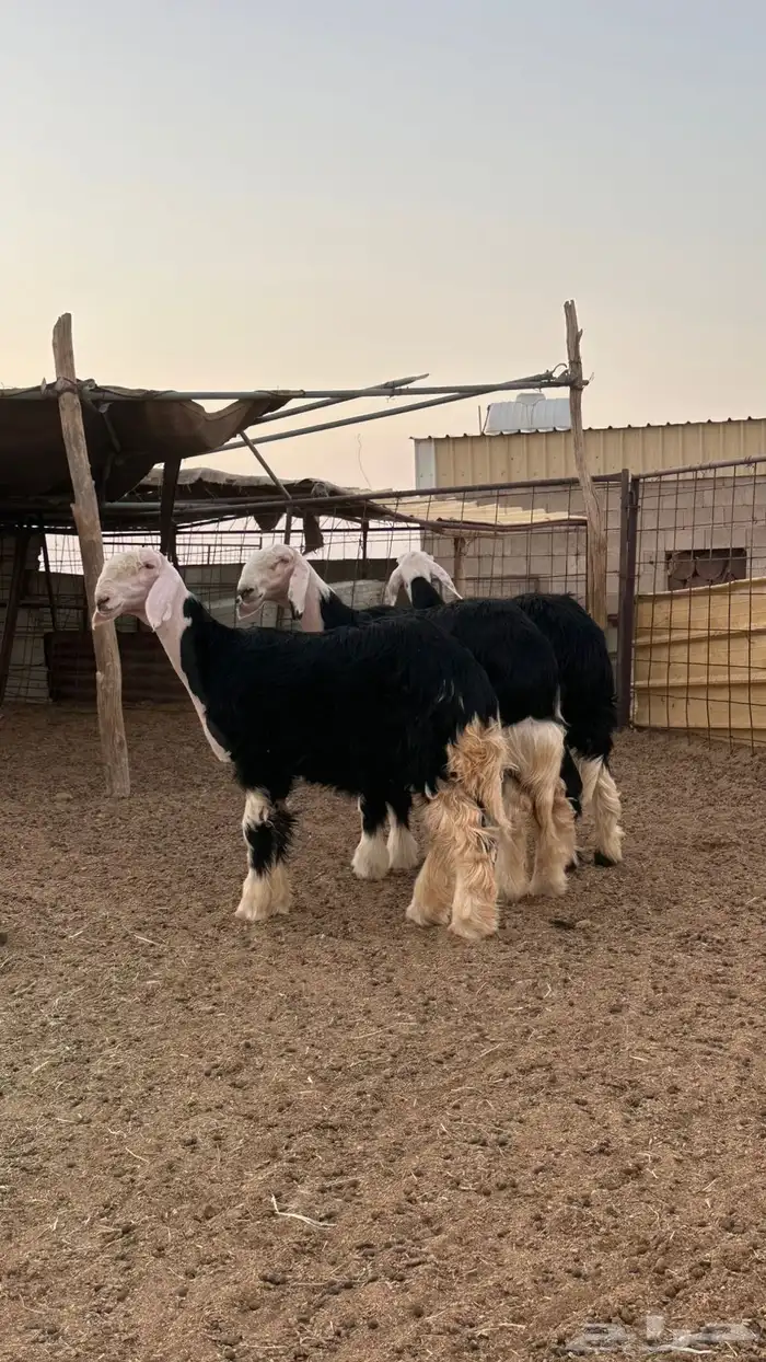 رخال نجد صنف 2