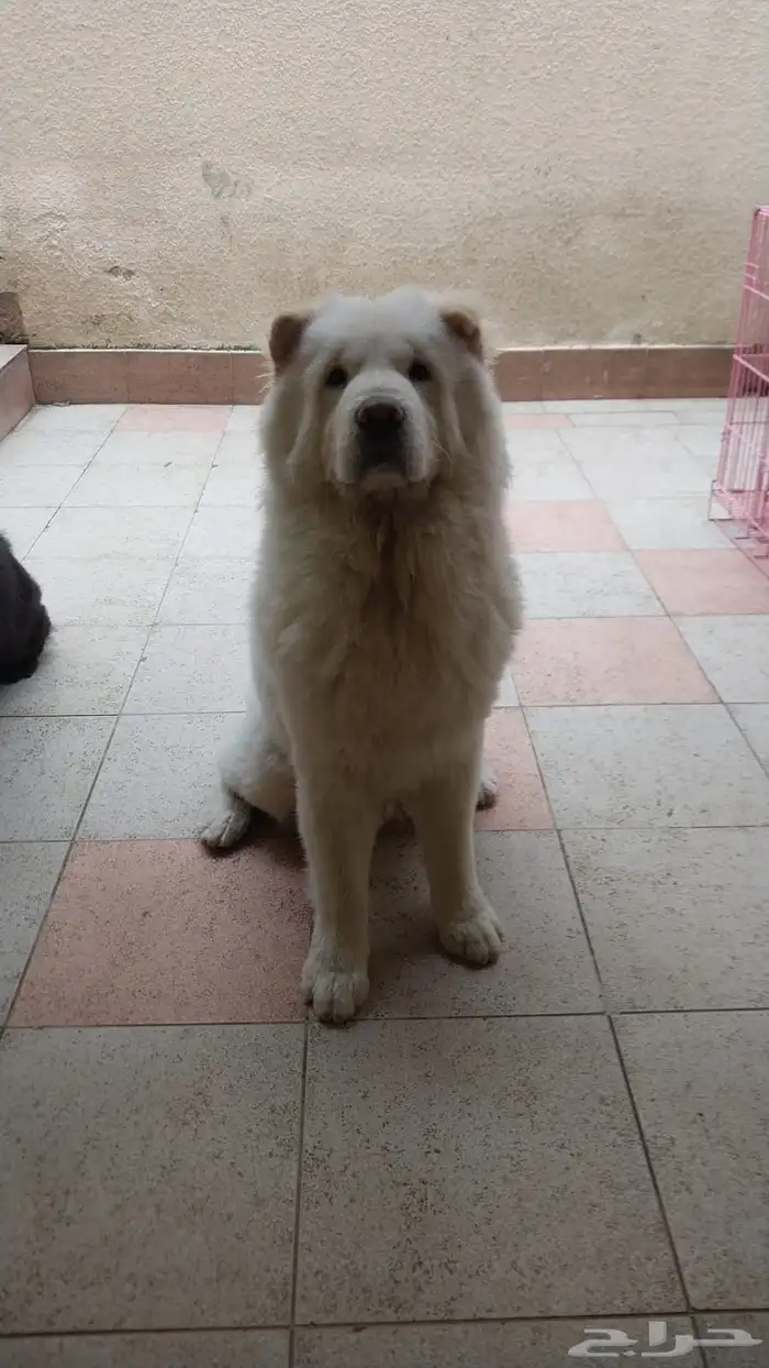 chow chow شاو شاو 1