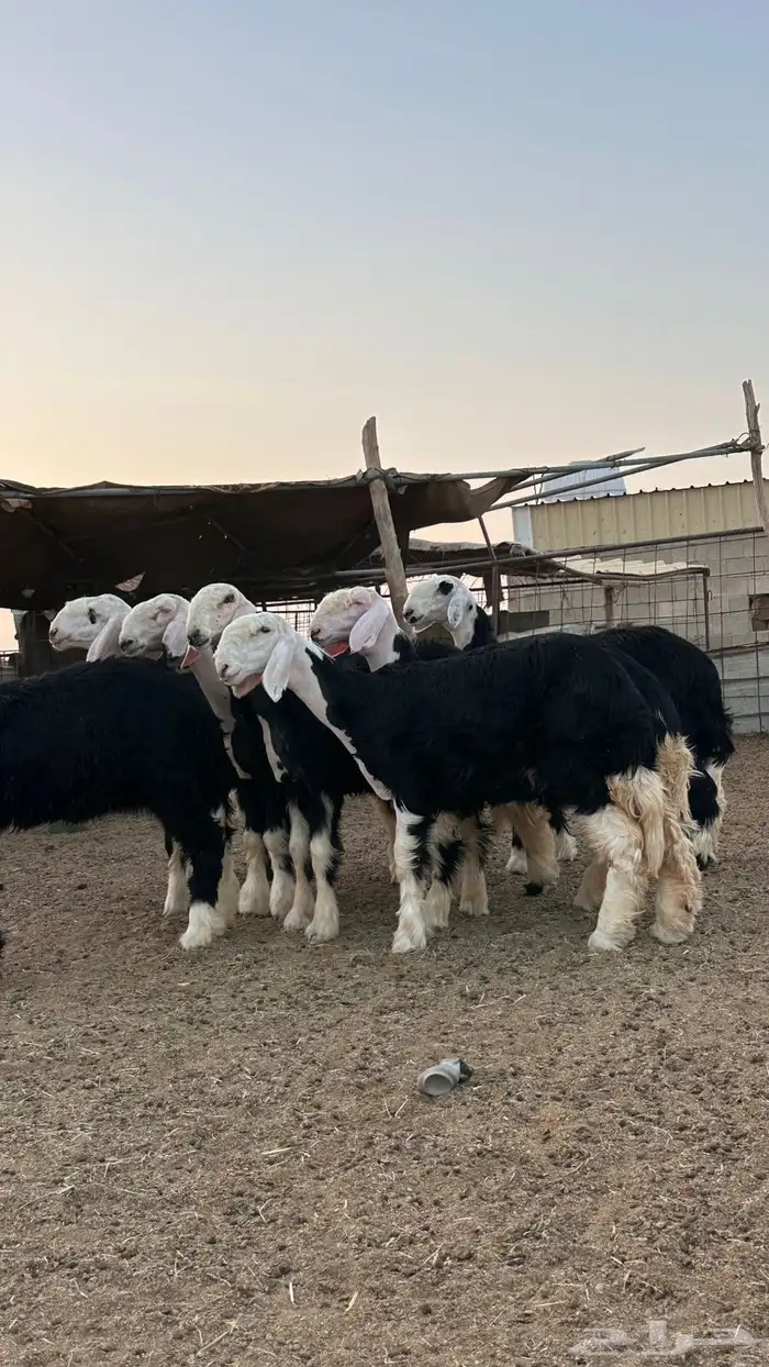 رخال نجد صنف 3