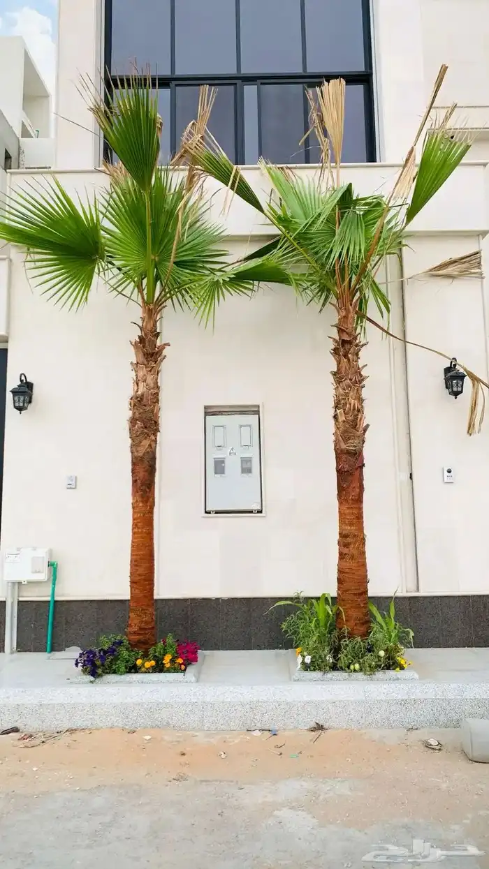 Washingtonian olive and palm trees 4