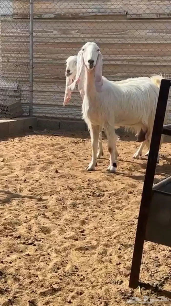 معزاء حليب طيبات 2