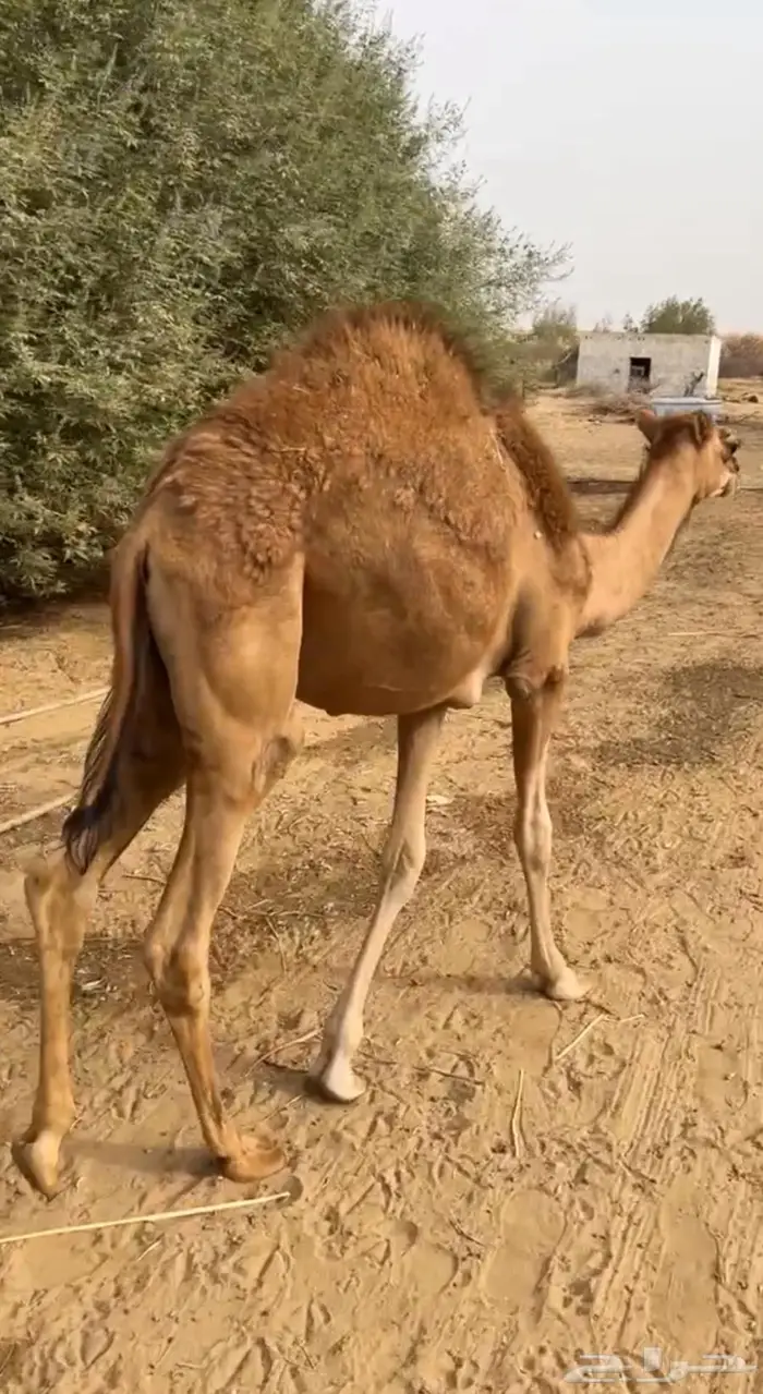 حاشي لباني للبيع 1