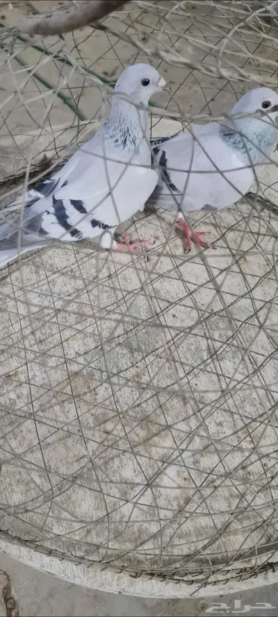 تم البيع حمام زاجل فواتح 2
