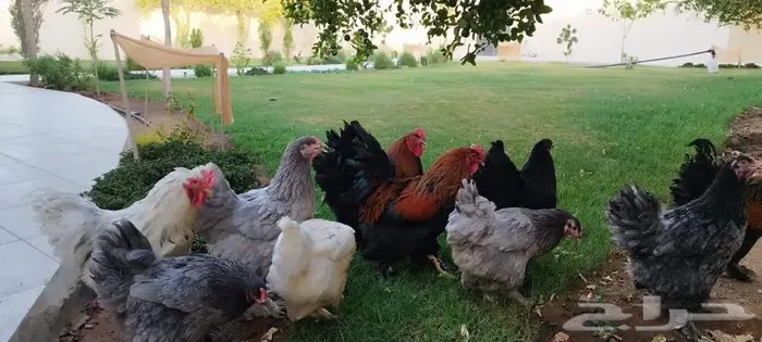 دجاج براهما بياض 1