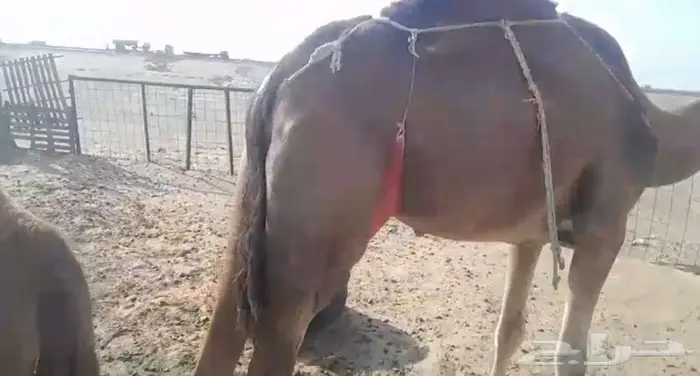 عدد 2 ناقة خلفات سواحل 3