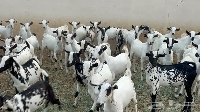 تيوس جذعان للبيع 0