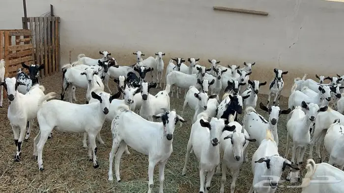 تيوس جذعان للبيع 1