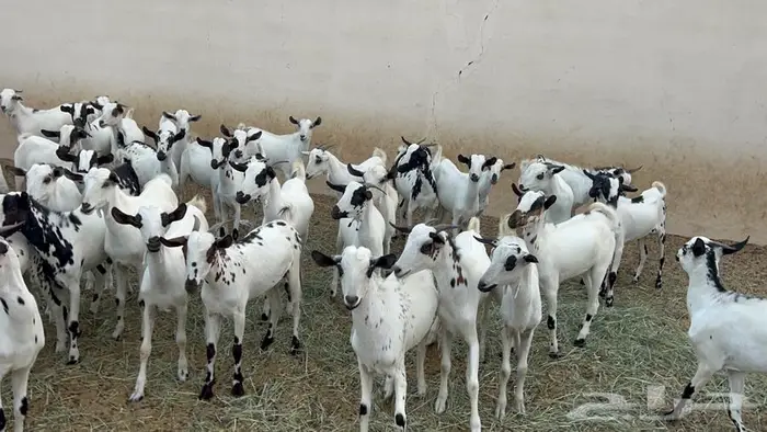 تيوس جذعان للبيع 2