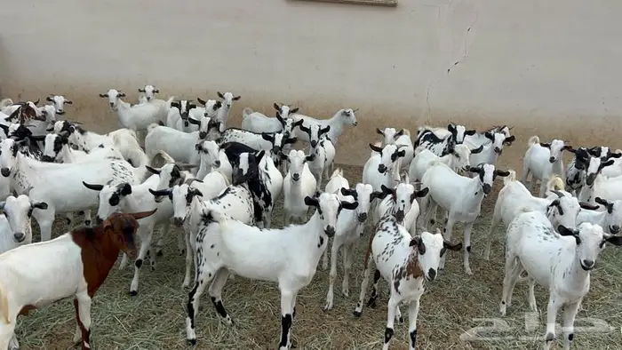 تيوس جذعان للبيع 3