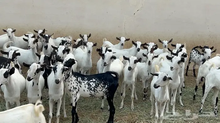 تيوس جذعان للبيع 4