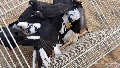 حمام قلاب قطايف 1