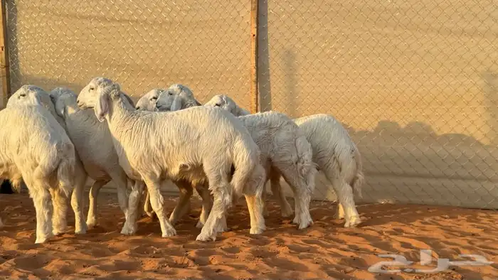 ابو عبدالله للذبايح 2