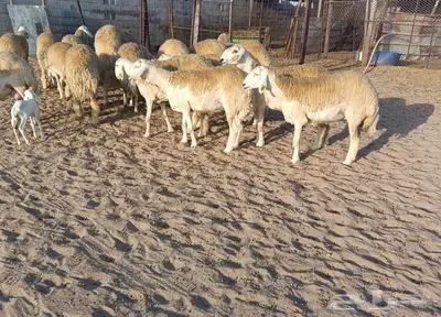 16 رخال نوادر دفيع من حلال الصياد في أملج -الحد موجود 2