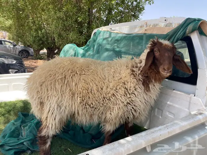 للبيع رخله نعيمي 2