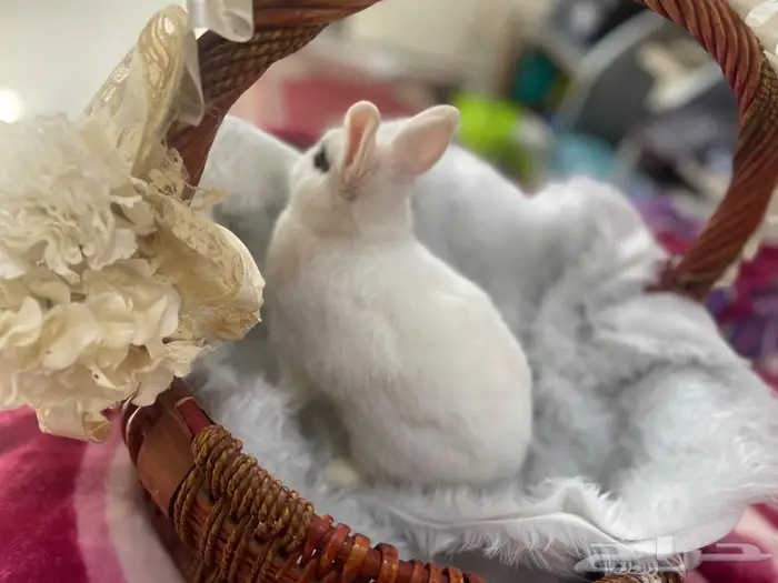 أرنب قزم هوتوت (Dwarf Hotot) نادر جد ا - نذرلاند 3