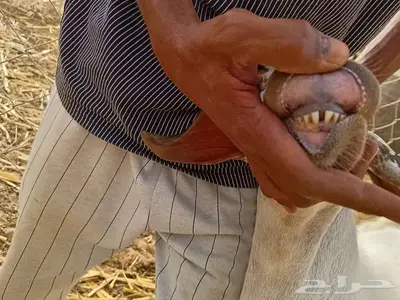 تيس بيشي 2