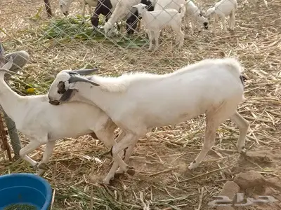 تيس بيشي 3