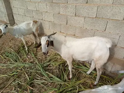 تيس بيشي 4