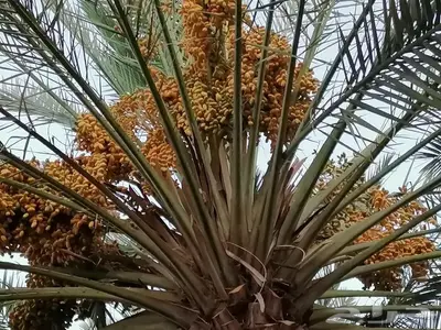 صيف مزرعة تمر برني العلا - العذيب 0