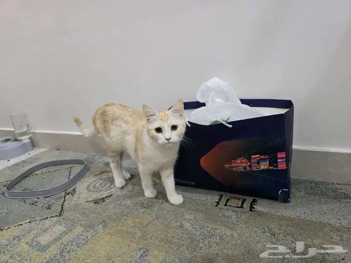 قطة انثي بريتش لون فاتح ونادر للتبني 1