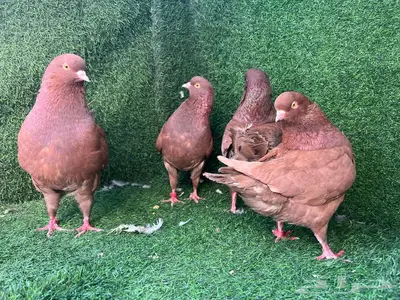 حمام كنغ احمر بالاضافة الى عيالهم 2