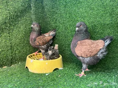 حمام كنغ غنوغ نحاسي جوز بعيالهم 5