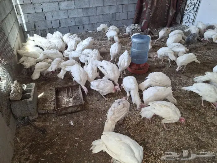 دجاج رومي 2