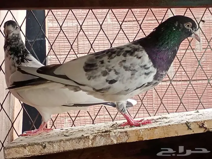 جوزين وذكر حمام تيدي 1